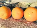 Tres naranjas salustianas maduras descansan sobre una superficie rocosa, bañadas por la luz del sol.