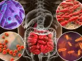 Microorganismos que influyen en la salud intestinal, mostrando bacterias en el intestino humano.