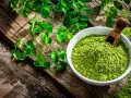 Polvo verde vibrante de planta moringa en un cuenco blanco, junto a ramas frescas de la planta moringa sobre madera rústica.