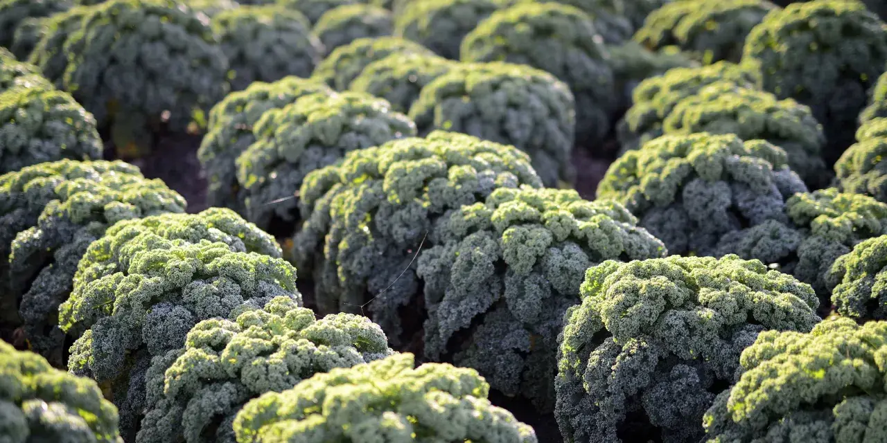 Campos de col rizada (kale) bajo la luz del sol. Las plantas de col kale forman filas ordenadas, con sus hojas verdes y rizadas capturando la luz.