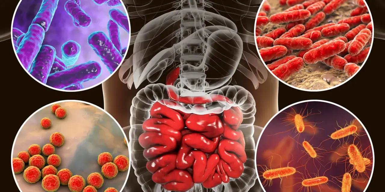 Microorganismos que influyen en la salud intestinal, mostrando bacterias en el intestino humano.