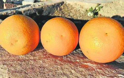 Tres naranjas salustianas maduras descansan sobre una superficie rocosa, bañadas por la luz del sol.