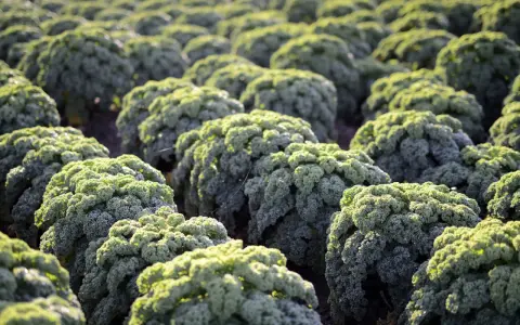 Campos de col rizada (kale) bajo la luz del sol. Las plantas de col kale forman filas ordenadas, con sus hojas verdes y rizadas capturando la luz.