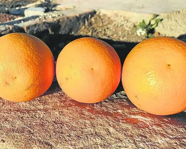 Tres naranjas salustianas maduras descansan sobre una superficie rocosa, bañadas por la luz del sol.