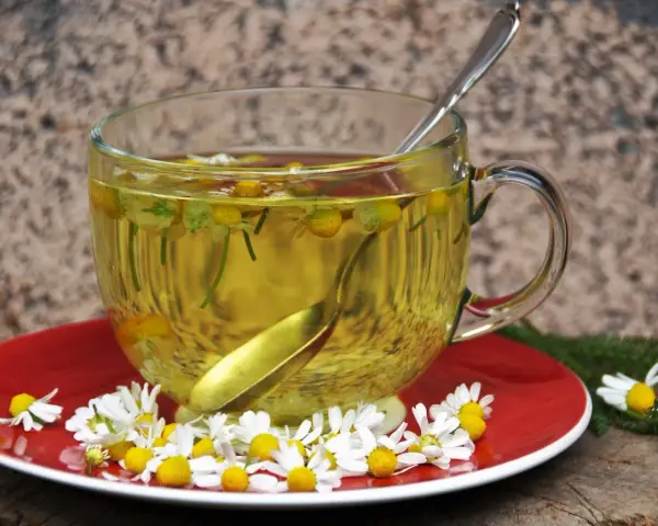 Té de manzanilla en una taza de cristal, con flores frescas y una cuchara. Es bueno para el estómago.
