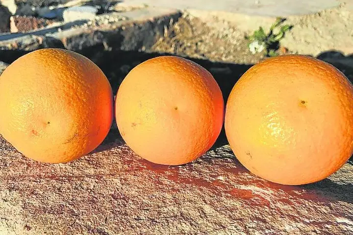 Tres naranjas salustianas maduras descansan sobre una superficie rocosa, bañadas por la luz del sol.