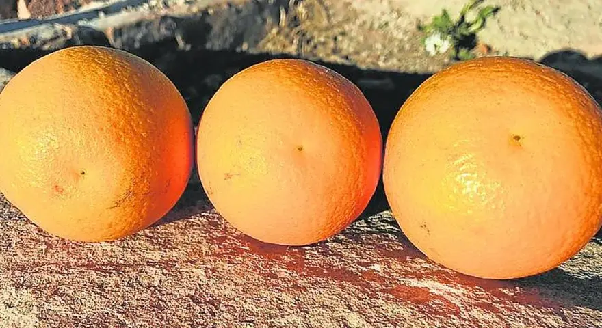 Tres naranjas salustianas maduras descansan sobre una superficie rocosa, bañadas por la luz del sol.