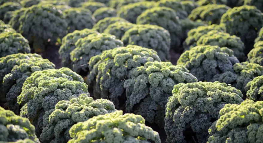 Campos de col rizada (kale) bajo la luz del sol. Las plantas de col kale forman filas ordenadas, con sus hojas verdes y rizadas capturando la luz.