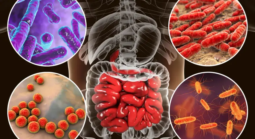Microorganismos que influyen en la salud intestinal, mostrando bacterias en el intestino humano.