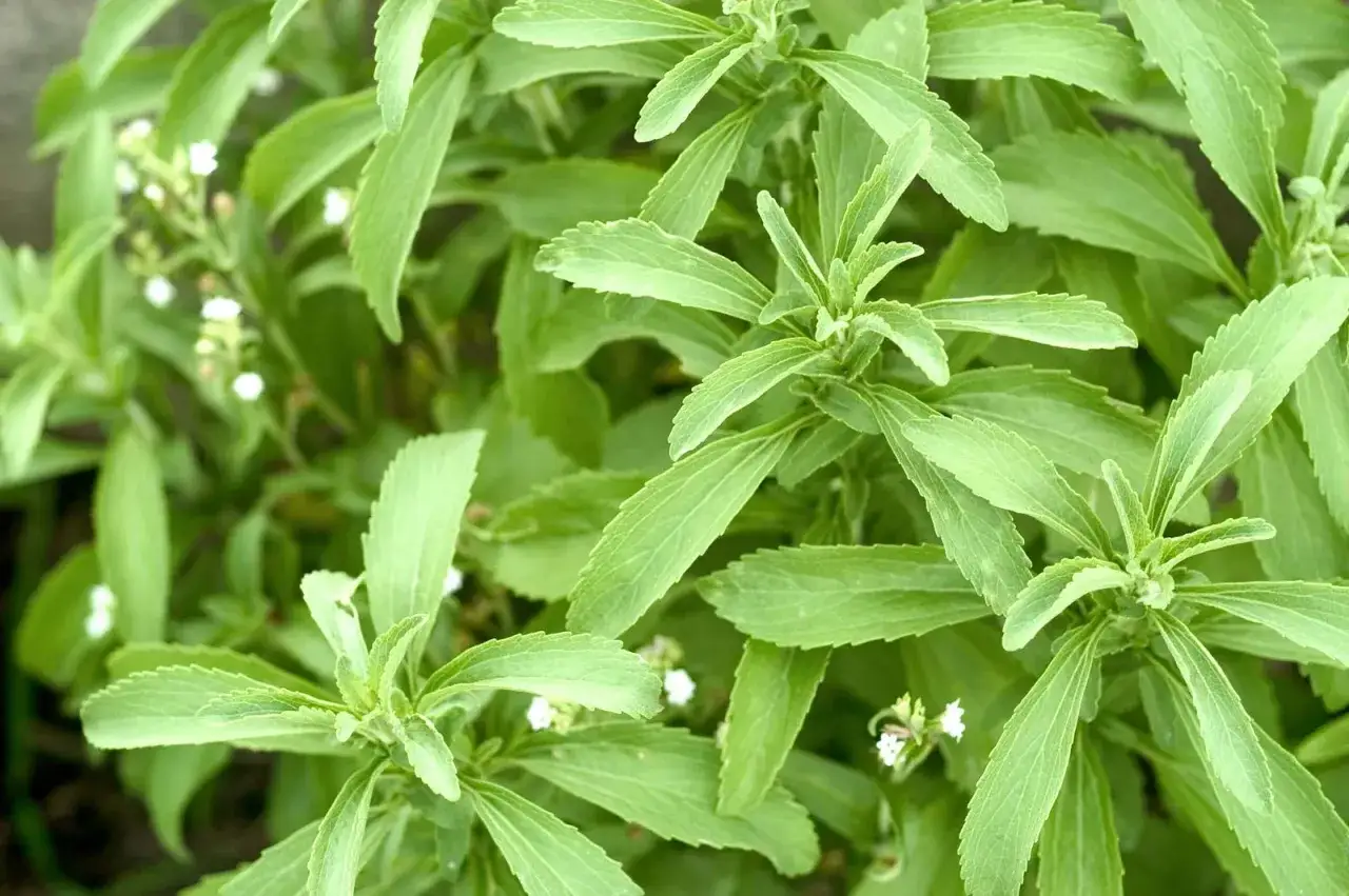 Plantas de stevia, una hierba dulce natural. Descubre qué es la stevia y sus usos.