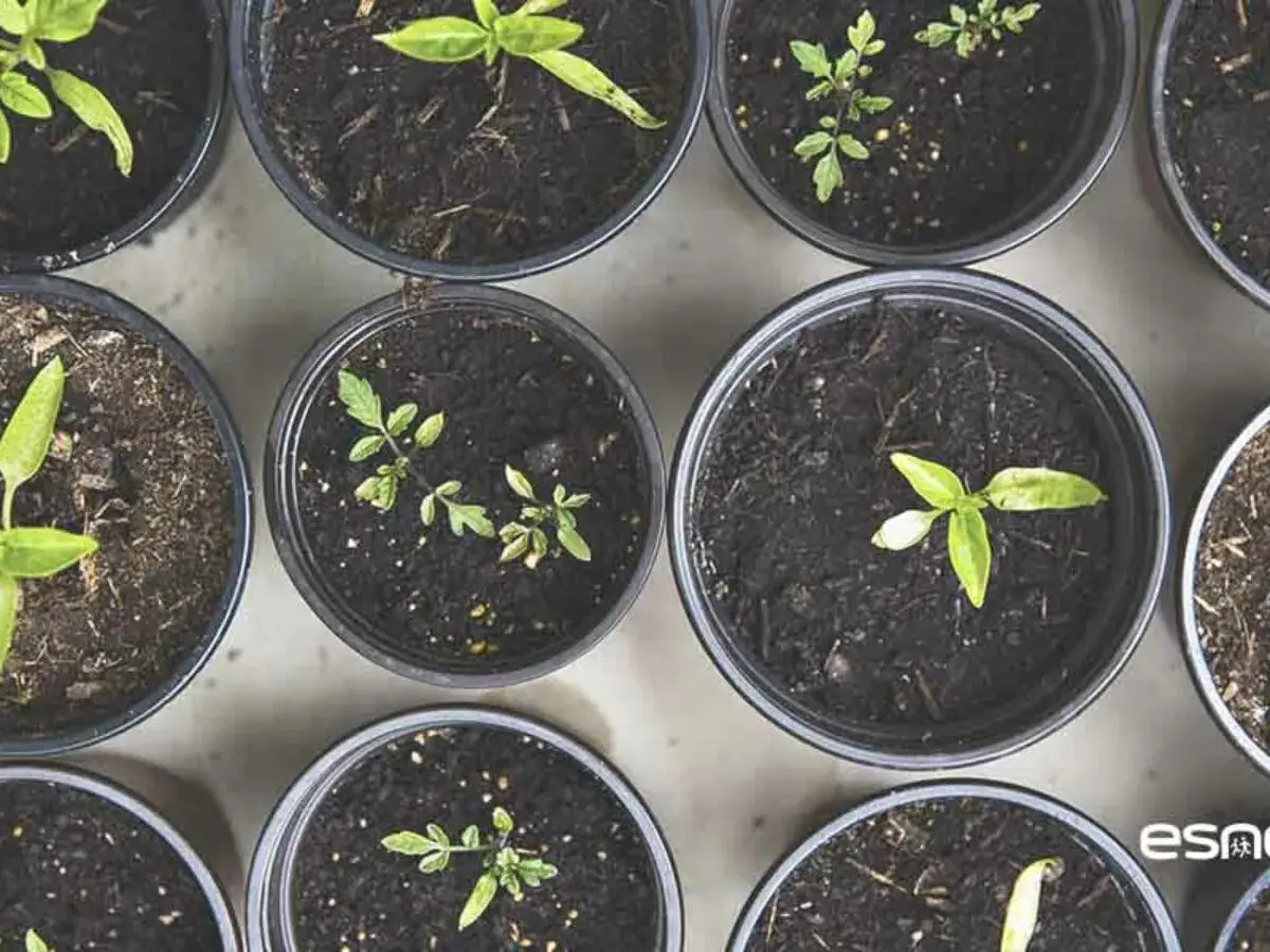 Plantas jóvenes brotando en macetas, mostrando el proceso de como germinar semillas.